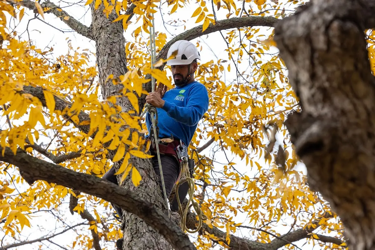 Skilled Dead Tree Removal crew working in Mangum